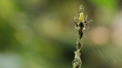 Cyclosa