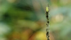 Cyclosa