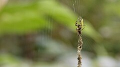 Cyclosa