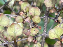 Coprosma arborea