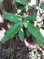 Diospyros mespiliformis