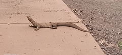 Varanus panoptes rubidus