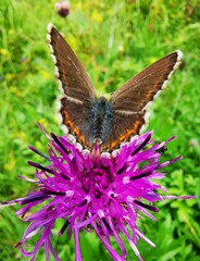 Polyommatus bellargus