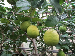 Citrus × pyriformis