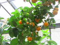 Citrus × microcarpa