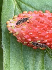 Lygaeoidea