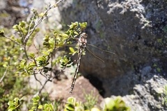 Notoaeschna sagittata