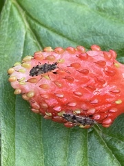 Lygaeoidea