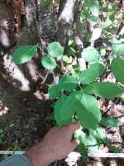 Sclerocarya birrea caffra