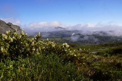 Orites lancifolius