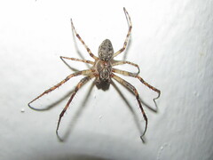 Larinioides ixobolus