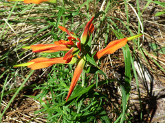 Castilleja patriotica
