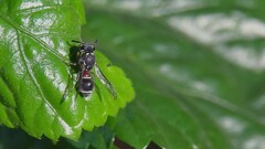 Paraleptomenes miniatus