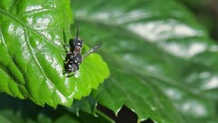 Paraleptomenes miniatus