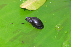 Pseudosuccinea columella