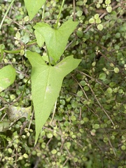 Calystegia marginata