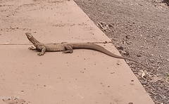 Varanus panoptes rubidus