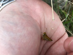 Taractrocera papyria