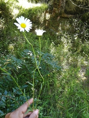 Leucanthemum vulgare