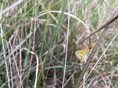 Taractrocera papyria