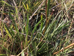Plantago gaudichaudii