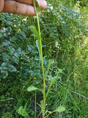 Leucanthemum vulgare