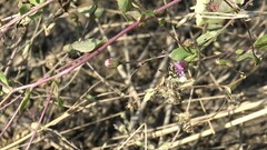 Anthidium