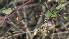 Anthidium
