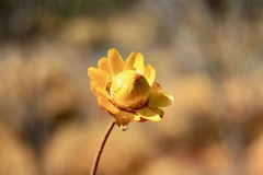 Xerochrysum bracteatum