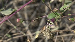 Anthidium