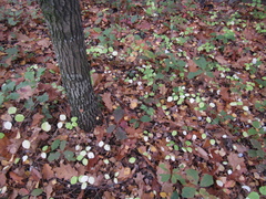 Lonicera caprifolium