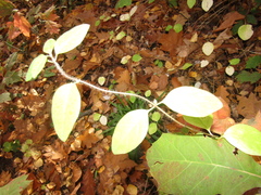 Lonicera caprifolium