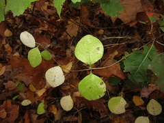 Lonicera caprifolium