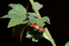 Piesarthrius marginellus