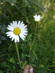 Leucanthemum vulgare