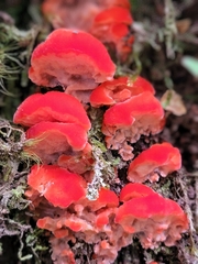 Aurantiporus pulcherrimus
