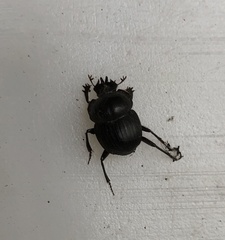 Cephalodesmius armiger