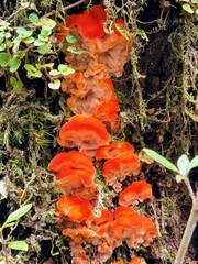 Aurantiporus pulcherrimus