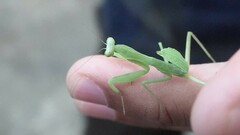 Hierodula tenuidentata