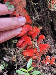 Aurantiporus pulcherrimus