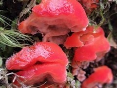 Aurantiporus pulcherrimus