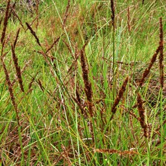 Carex appressa