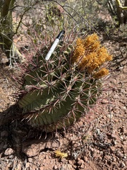 Ferocactus