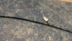 Pheidole sykesii