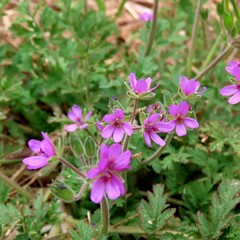 Erodium