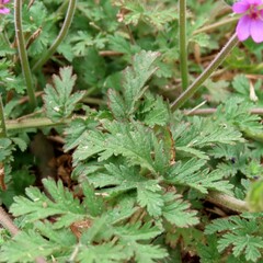 Erodium