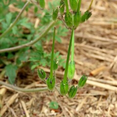 Erodium