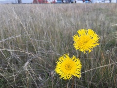 Podolepis linearifolia