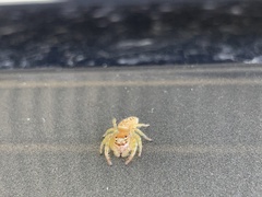 Opisthoncus sexmaculatus