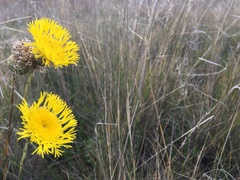 Podolepis linearifolia